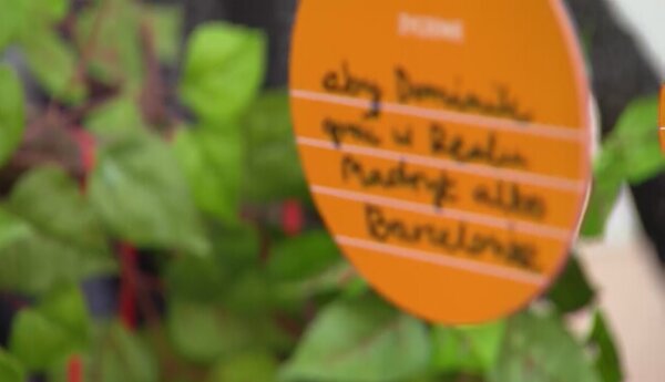 "Drzewo marzeń ma dać banana na twarzy!"